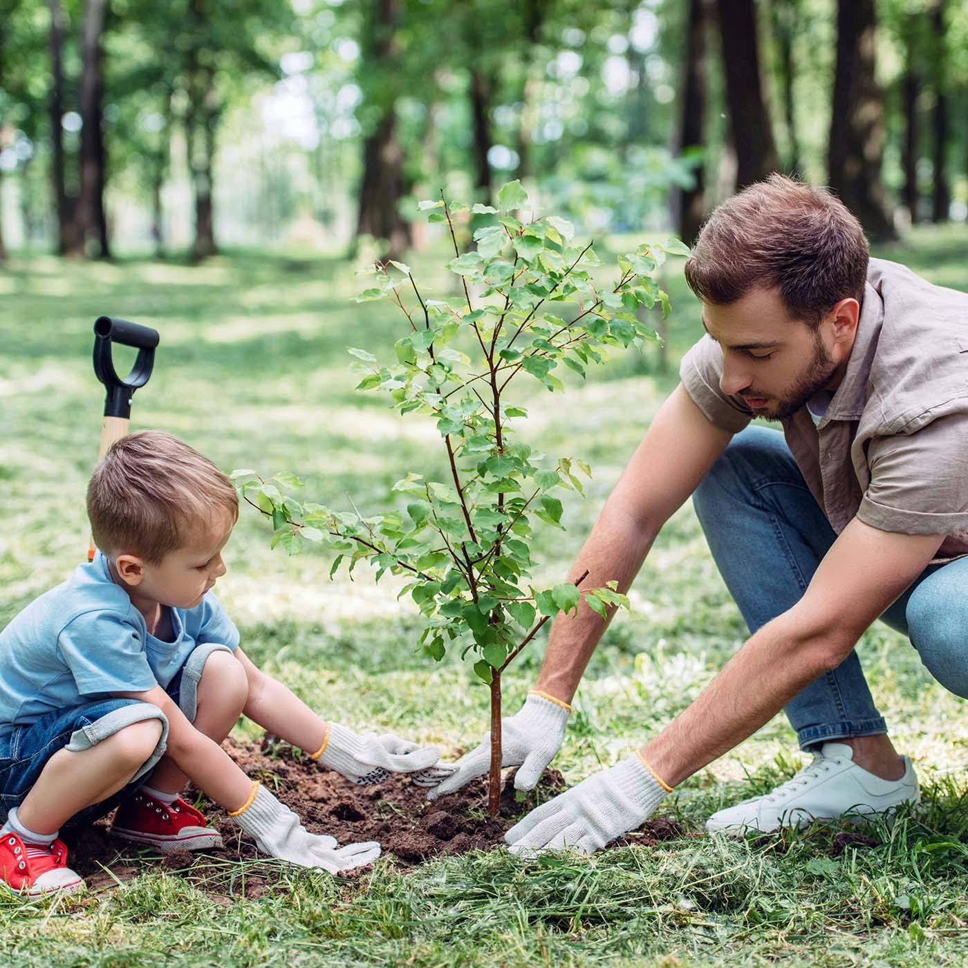 A father and his son planting a small tree