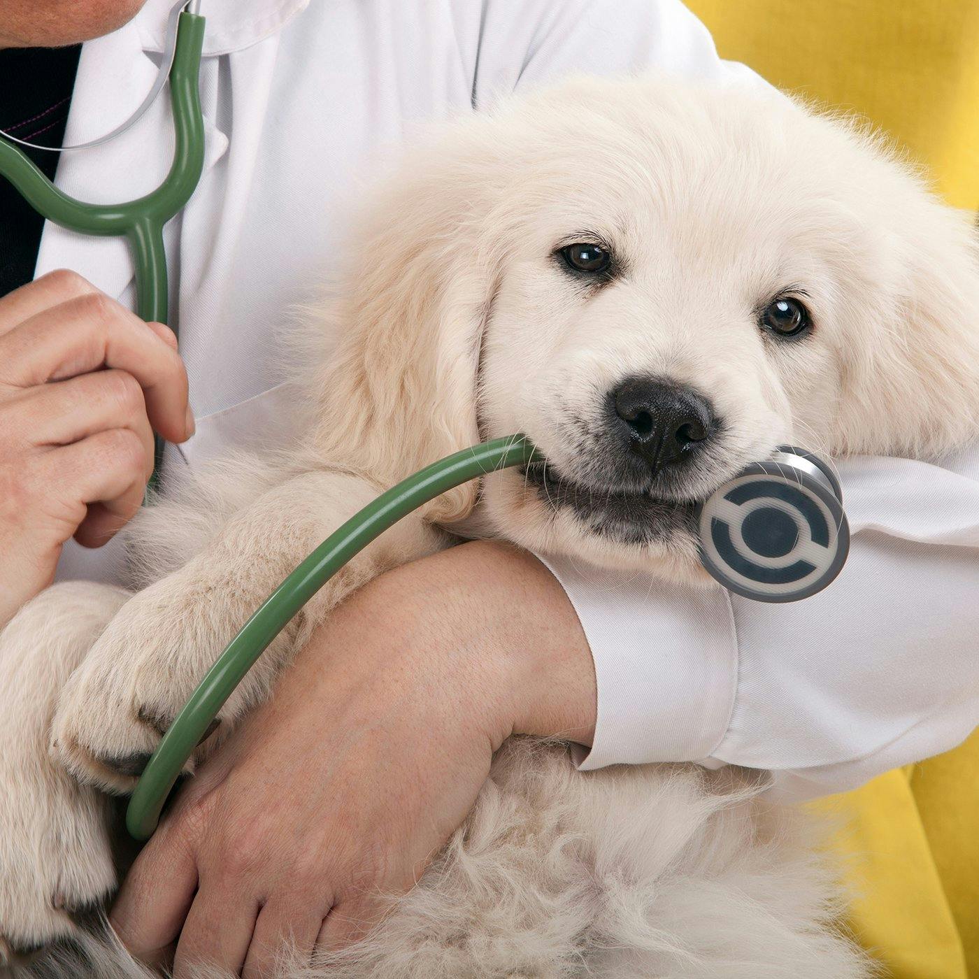 a doctor holding a puppy with a stethoscope
