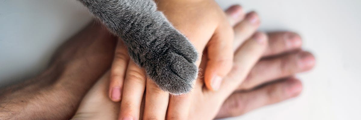 People stacking their hands with a cat's paw on top